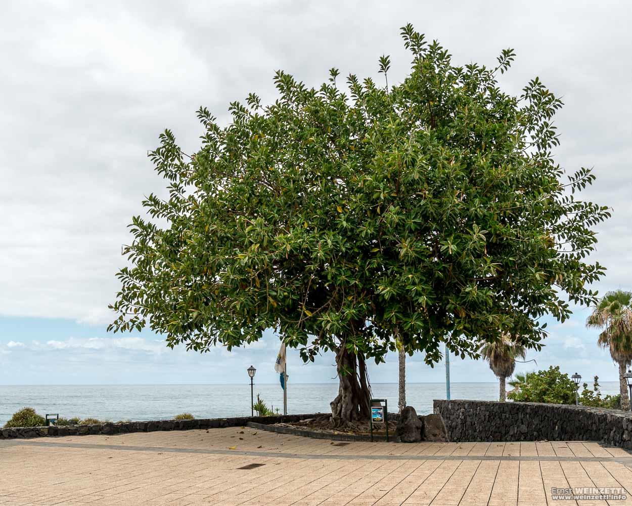 Ein Baum am Strand.