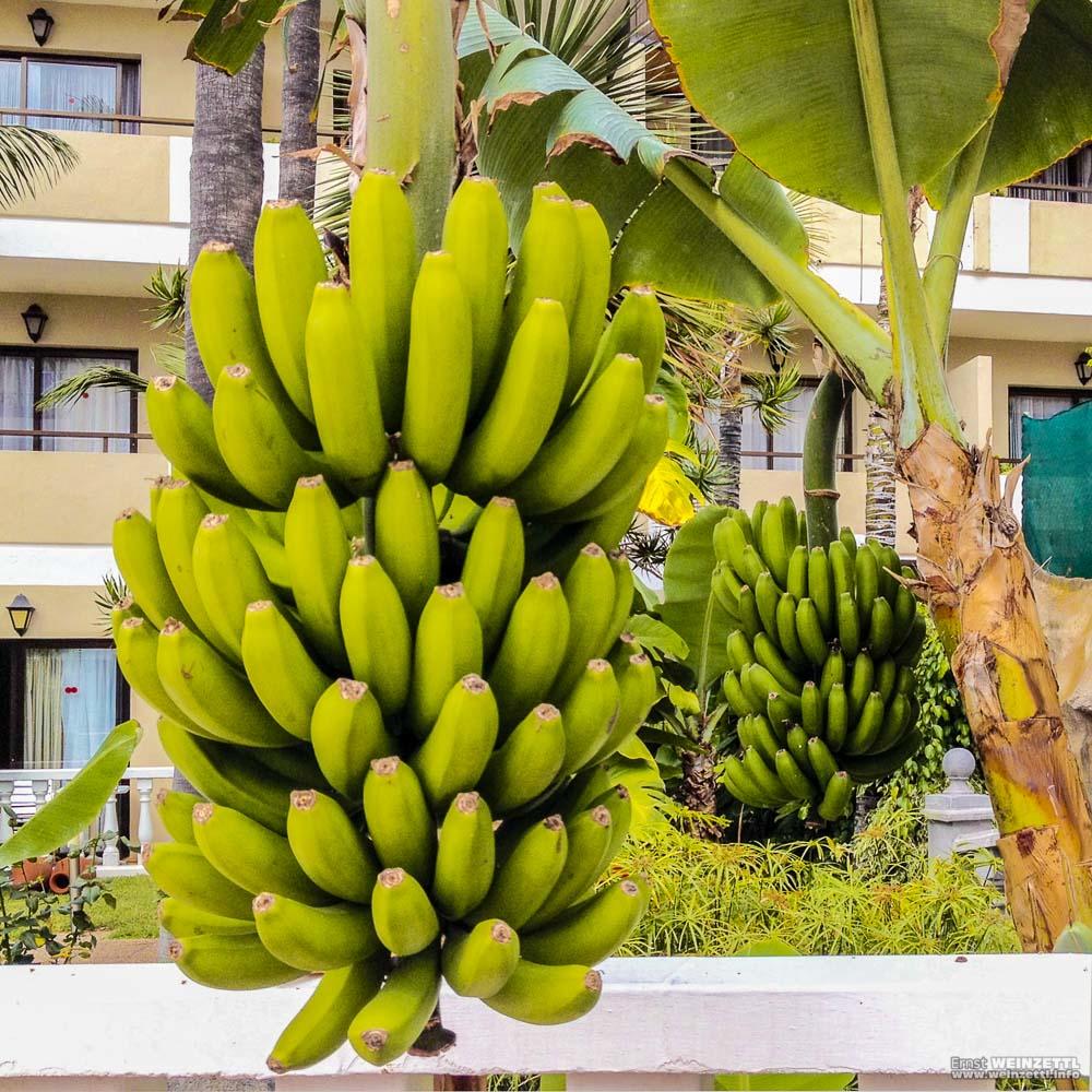 Teneriffa: Bananen direkt von der Staude.