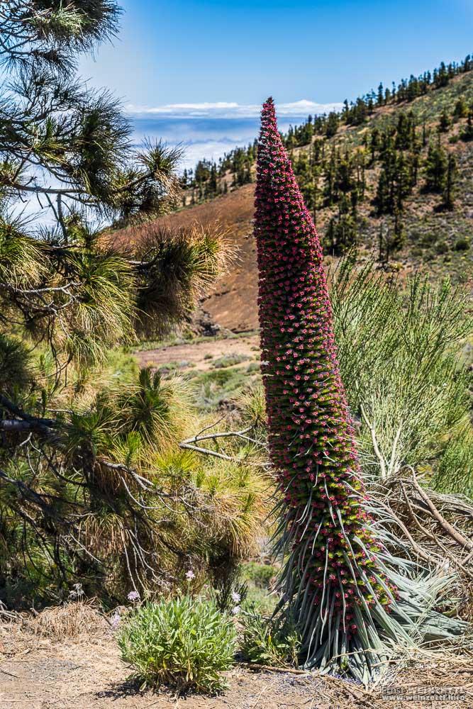 Der Rote Natternkopf hat glücklicherweise eben Blütezeit auf dem Teide.