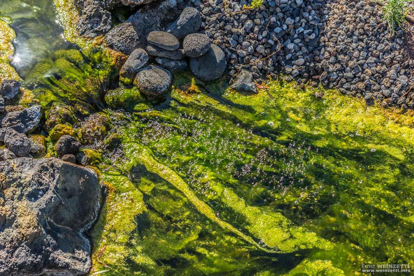 Ein künstlicher Wasserlauf gluckert durch die nachgebildete Schlucht. Mit Europäischem Aal.