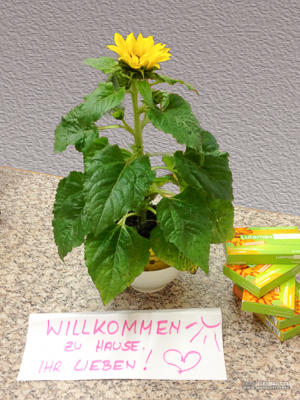 Nach der Rückkehr von Teneriffa