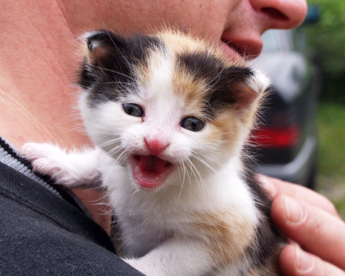 Katzenbaby Daisy