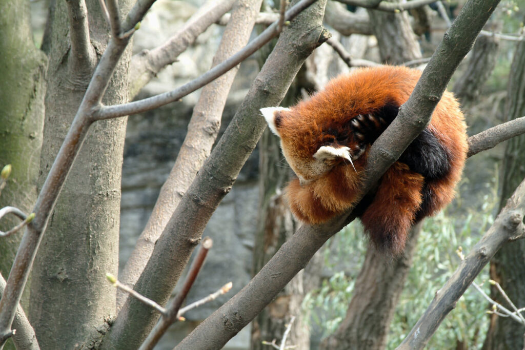 Ein Roter Panda schläft auf einem Baum.