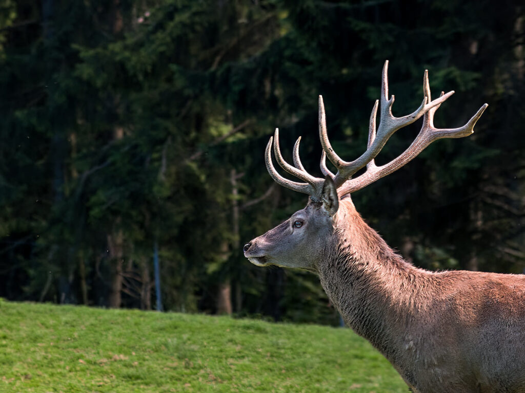 Ein prächtiger Hirsch vor seinem Wald
