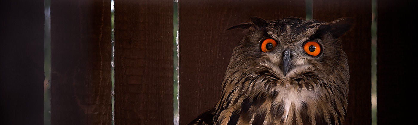Der Blick in deine Seele