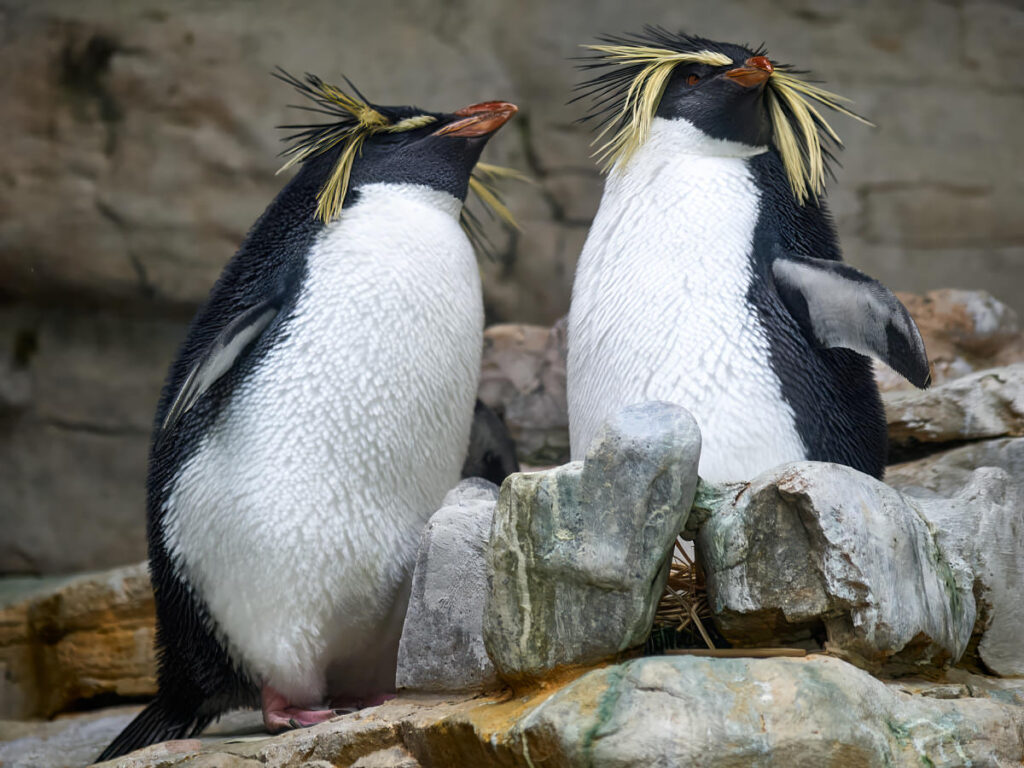 Zwei Felsenpinguine beim Flirten