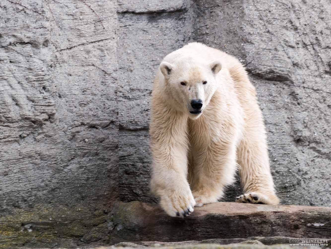 Tiere: Eisbär