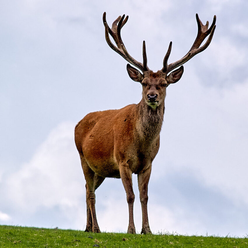 Ein majestätischer Hirsch wacht über sein Revier.