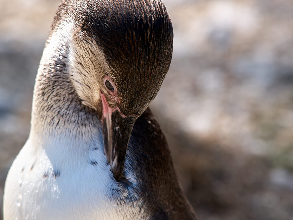 Galapagos-Pinguin bei der Federpflege