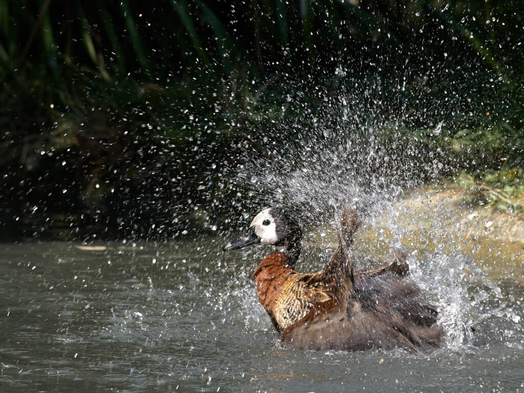 Eine Witwenpfeifente beim Wassern