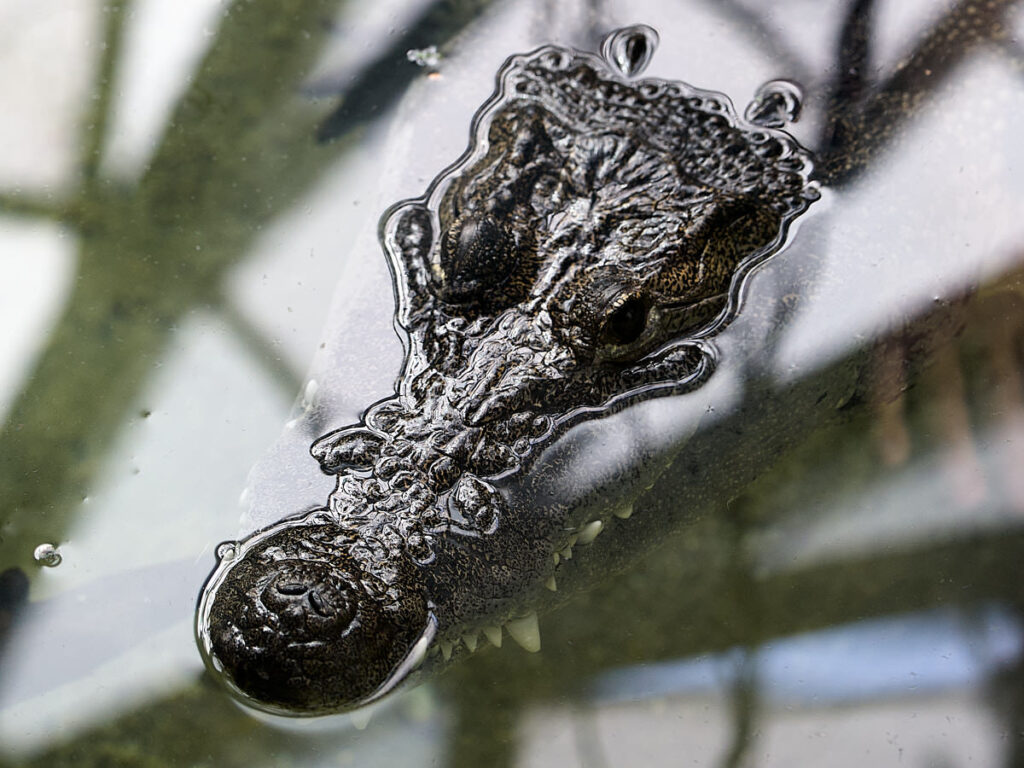 Krokodilkopf, teils unter Wasser, von oben gesehen