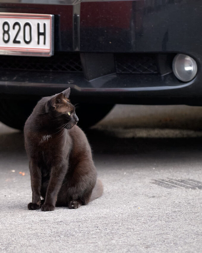 Eine schwarze Katze