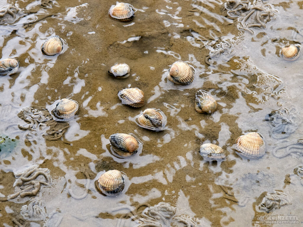 Herzmuscheln graben sich schnell wieder in den Schlick, um sich zu schützen.