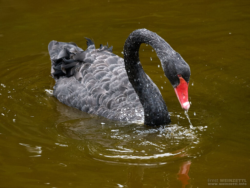 Schwarze Schwäne am schwarzen Ententeich