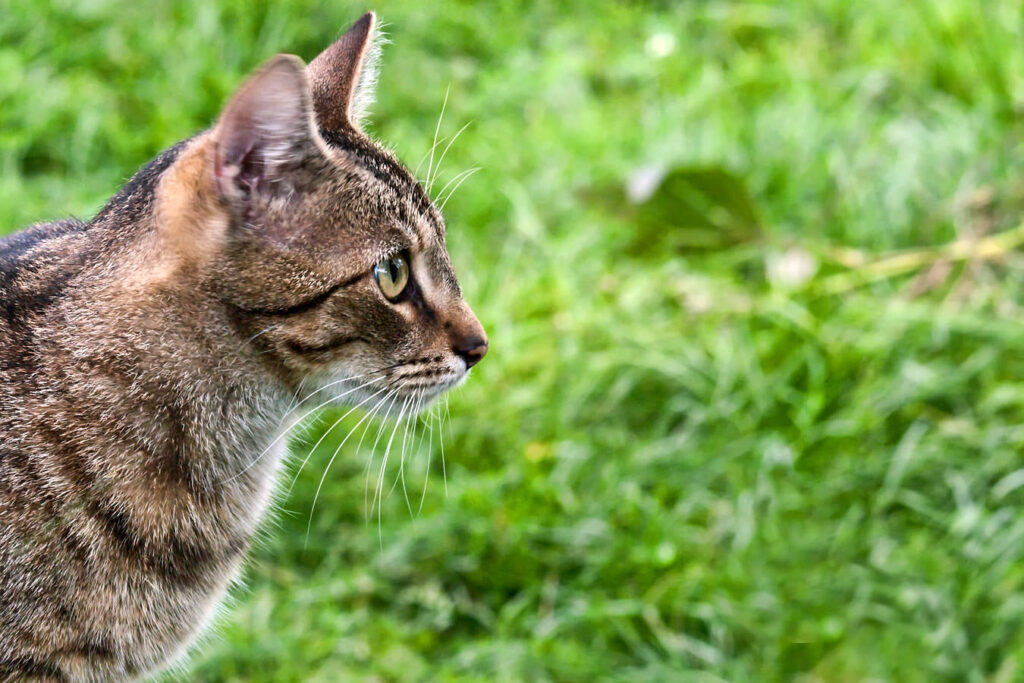 Eine Katze auf der Jagd