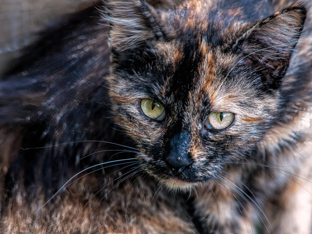 Eine liegende Katze schaut hoch zum Betrachter.