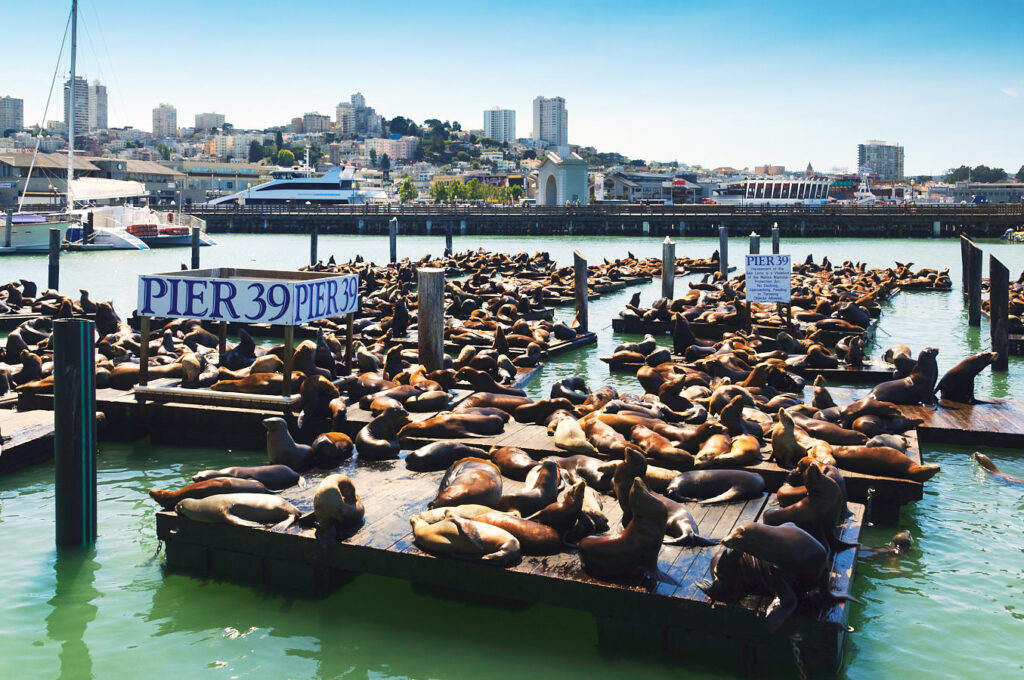 Seelöwen bei Pier 39
