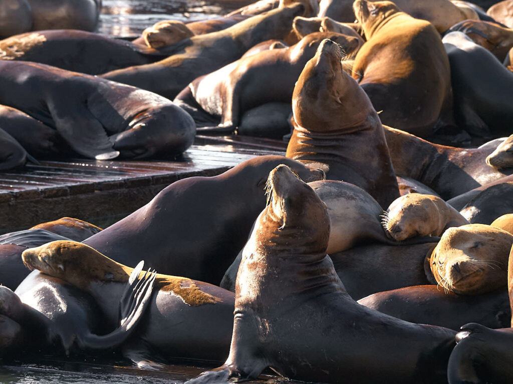 Seelöwen bei Pier 39