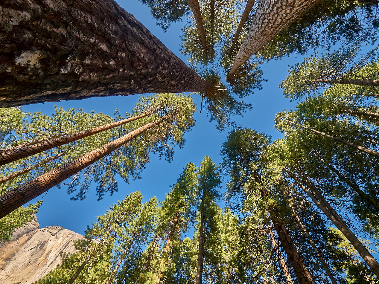 Giant Sequoias at Tuolumne Grove