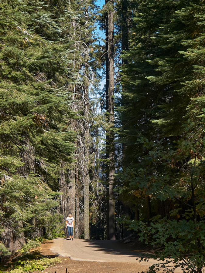 Giant Sequoias at Tuolumne Grove