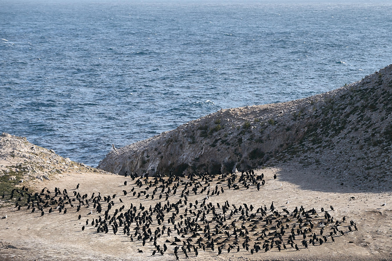Vögel lieben Point Lobos.