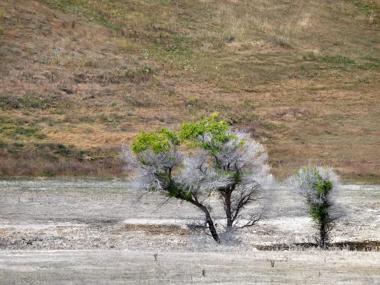 Bäume beim San Luis Reservoir