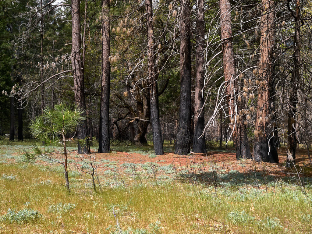 In the Woods Near Yosemite Village