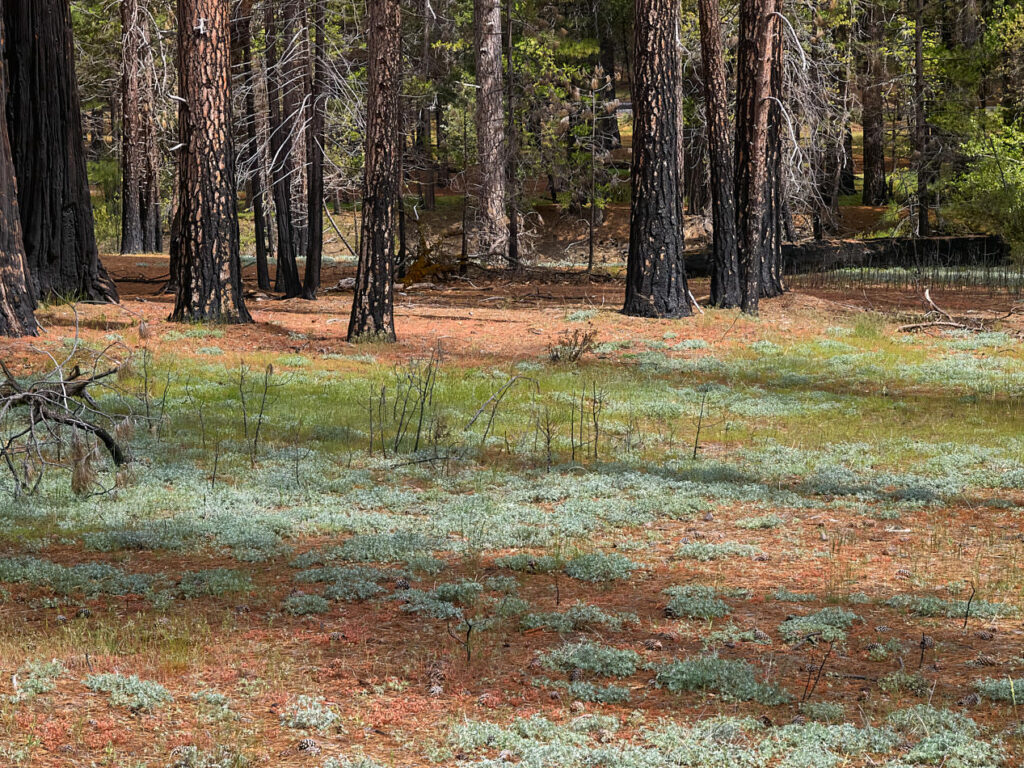 In the Woods Near Yosemite Village