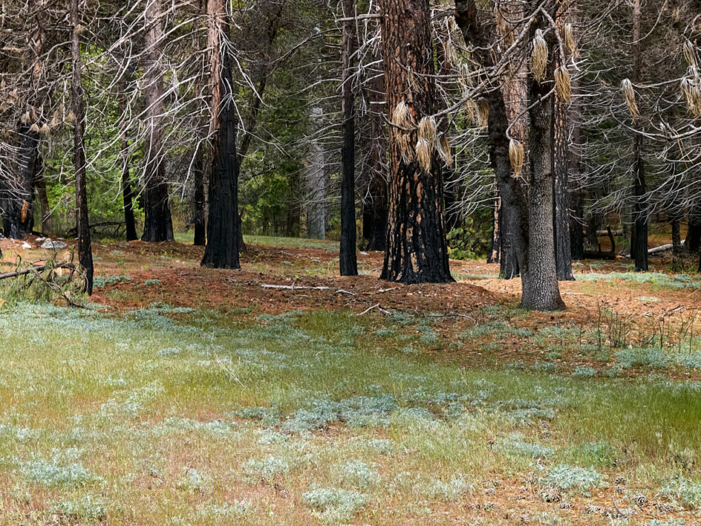 In the Woods Near Yosemite Village