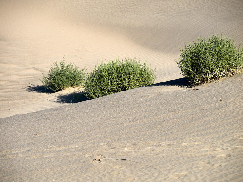 Auch in den Mesquite Flat Sand Dunes findet das Leben einen Weg.