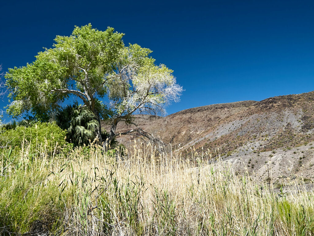 Nach einer Dreiviertelstunde Fahrt durch die Wüste plötzlich die Überraschung: grüne Bäume vor strahlend blauem Himmel.