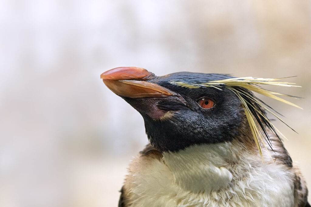 Nördlicher Felsenpinguin