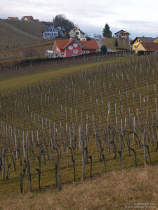 Weinberg am Klöchberg