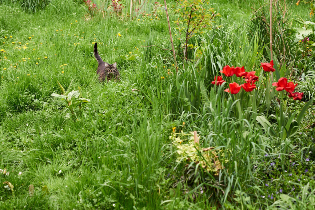 Eine Katze in einem verwilderten Garten auf Beutesuche