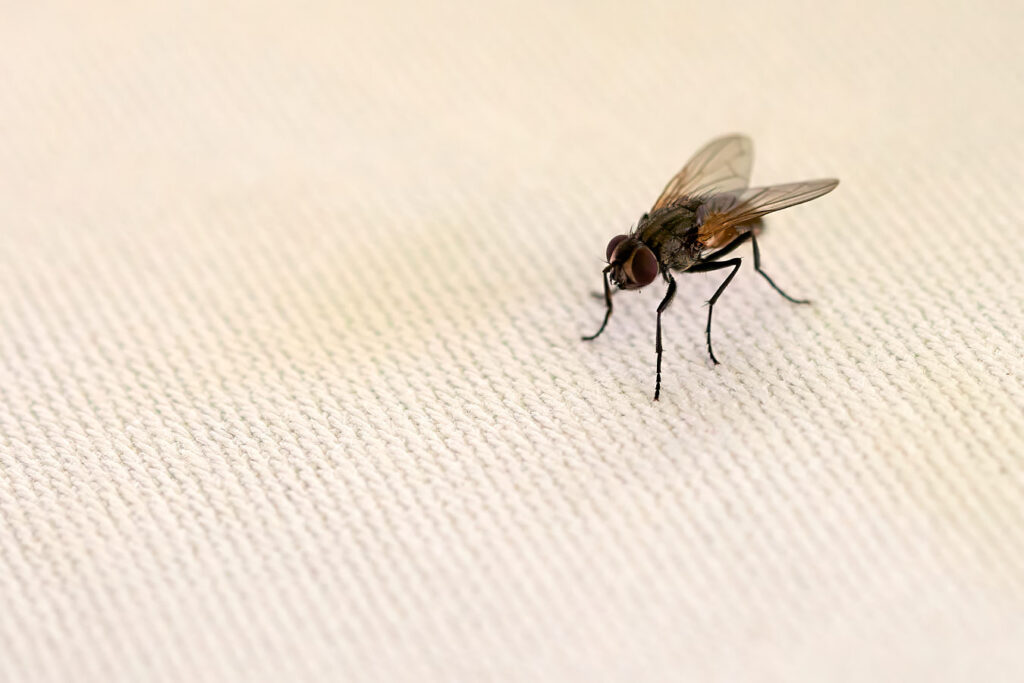 Eine Ein-Tages-Fliege beim Schulausflug