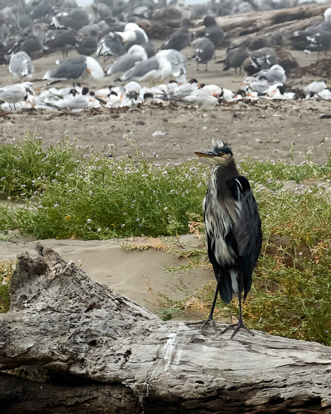 Kanadareiher im Hearst San Simeon State Park
