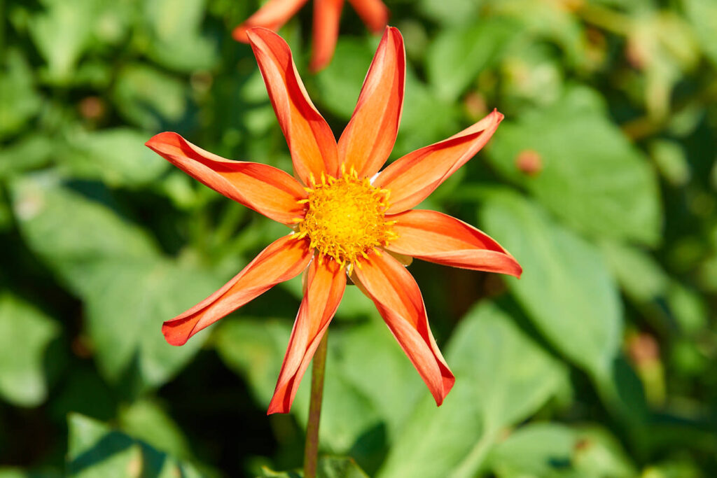 Blumen, Blumen, Blumen...