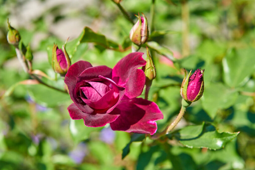 Blumen, Blumen, Blumen...