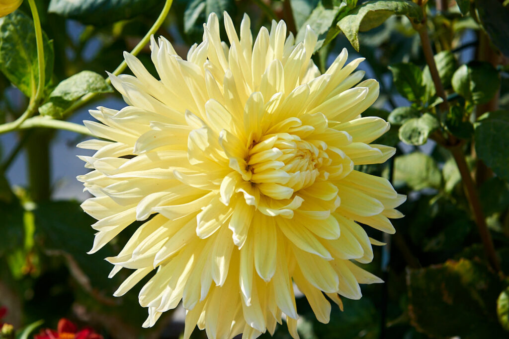 Blumen, Blumen, Blumen...