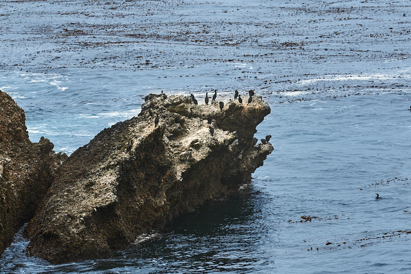 Vögel lieben Point Lobos.