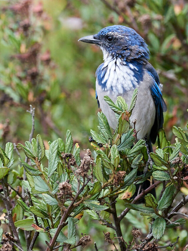Ein kecker Westlicher Buschhäher