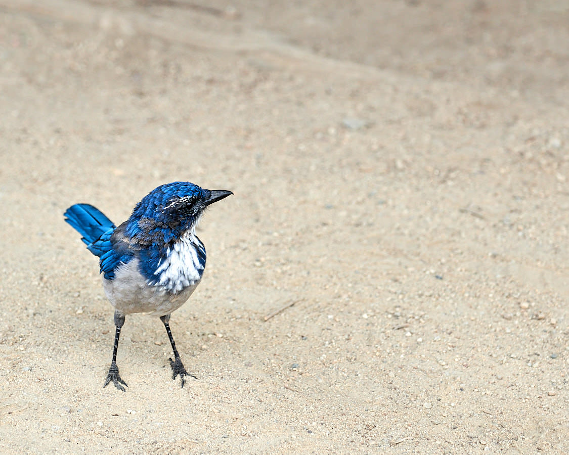 Ein kecker Westlicher Buschhäher