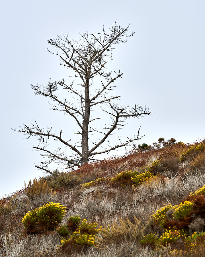 Point Lobos State Reserve