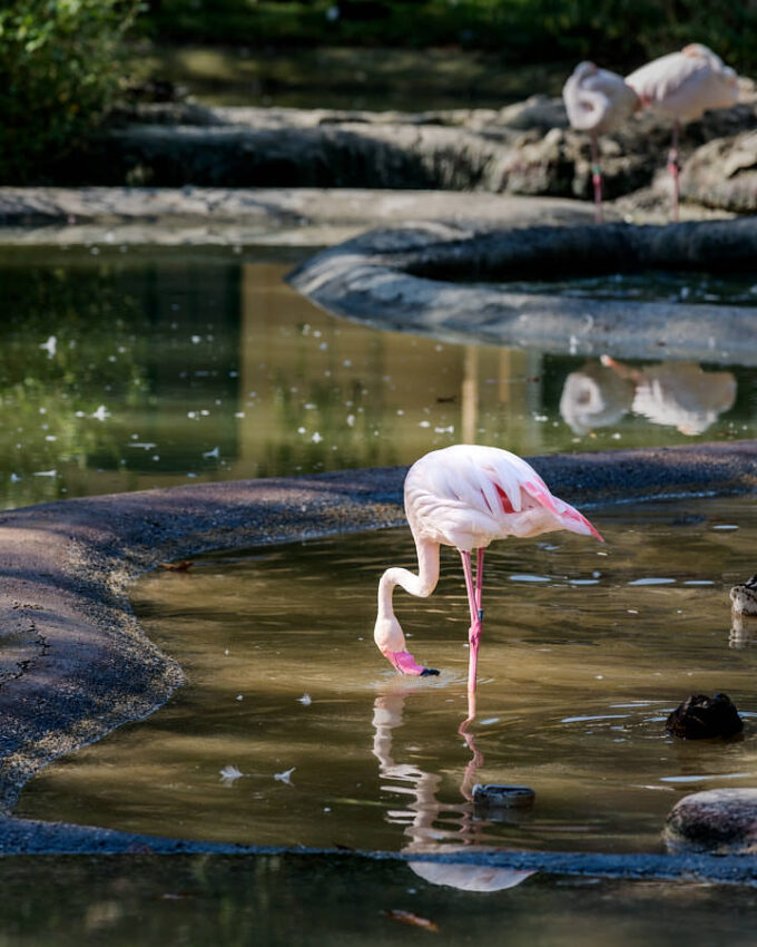 Ein Flamingo beim Frühstück