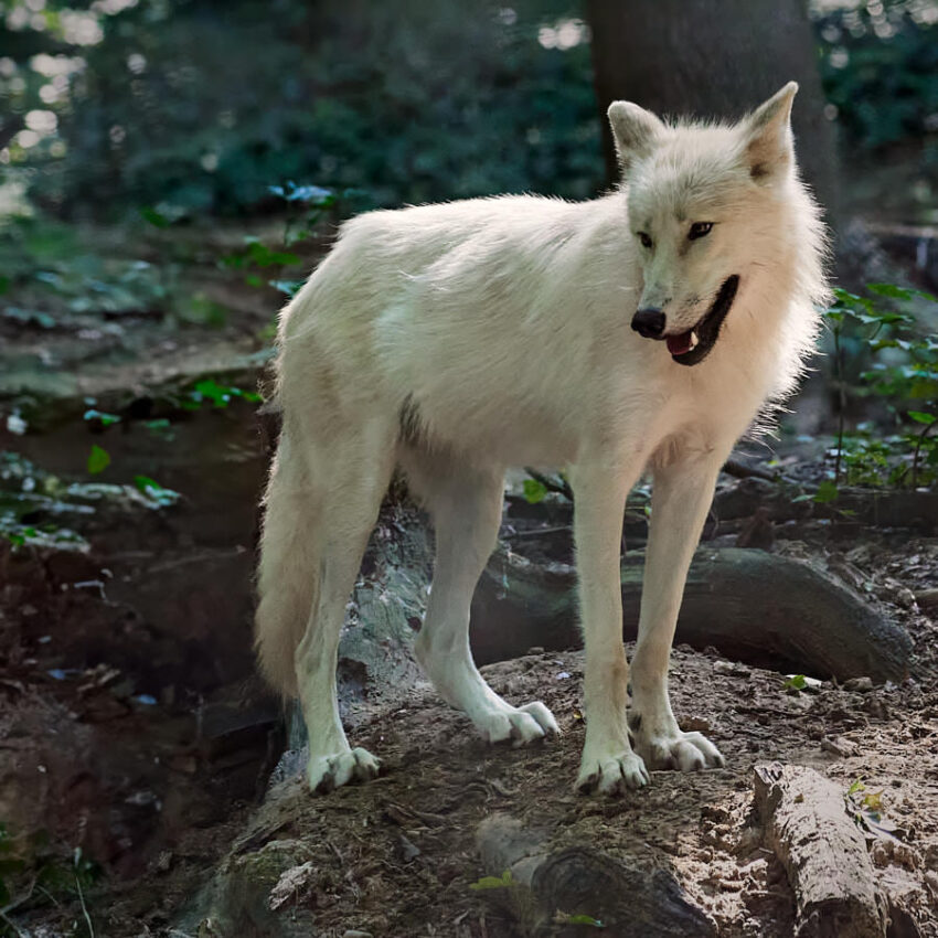 Ein Wolf sucht seine Geißlein.