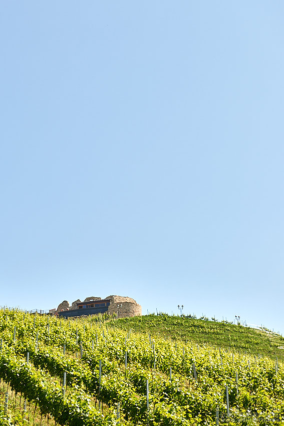 Die Burg liegt heute inmitten großer Weingärten.