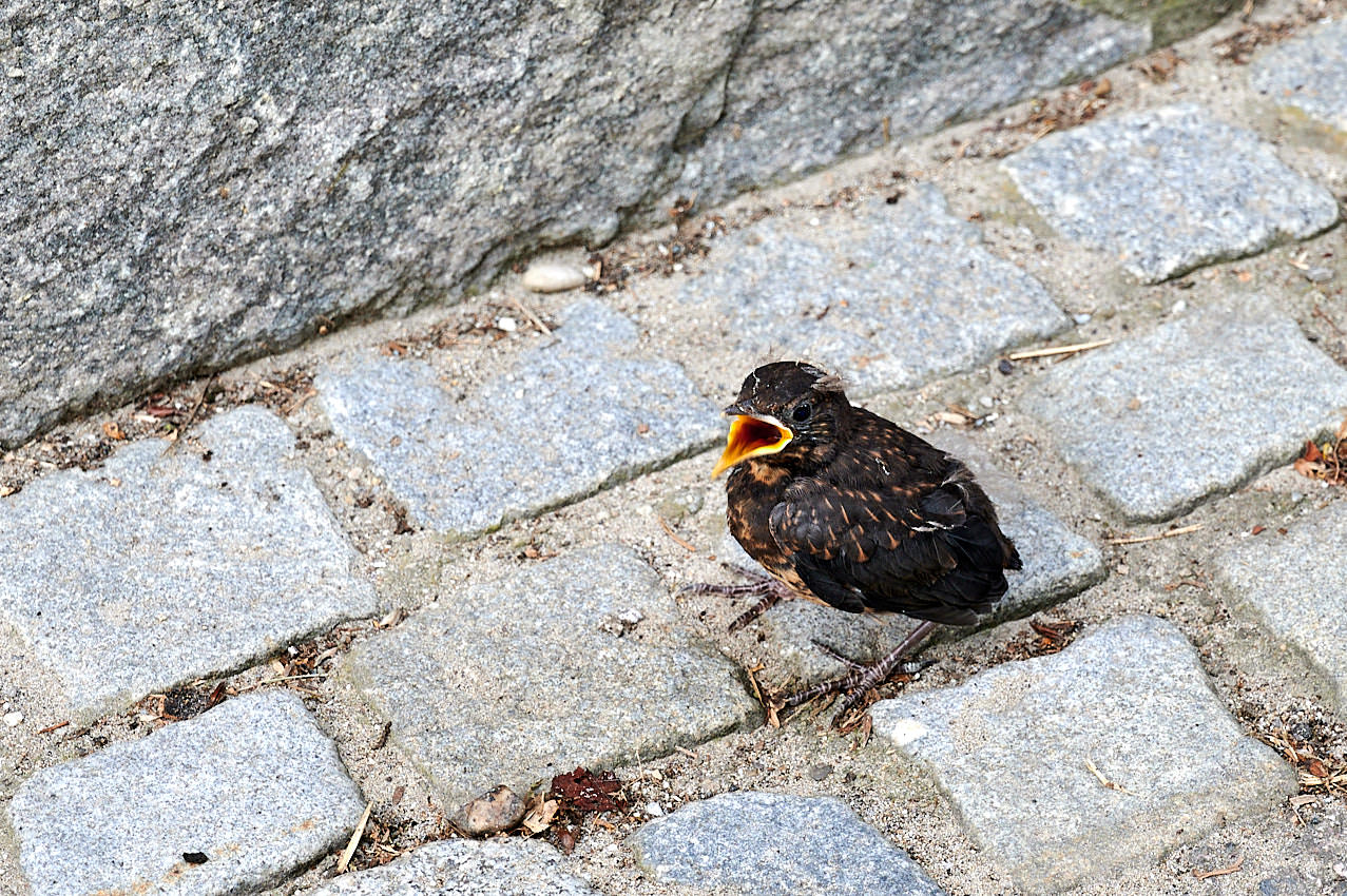 Spitz an der Donau, hilflose Amsel