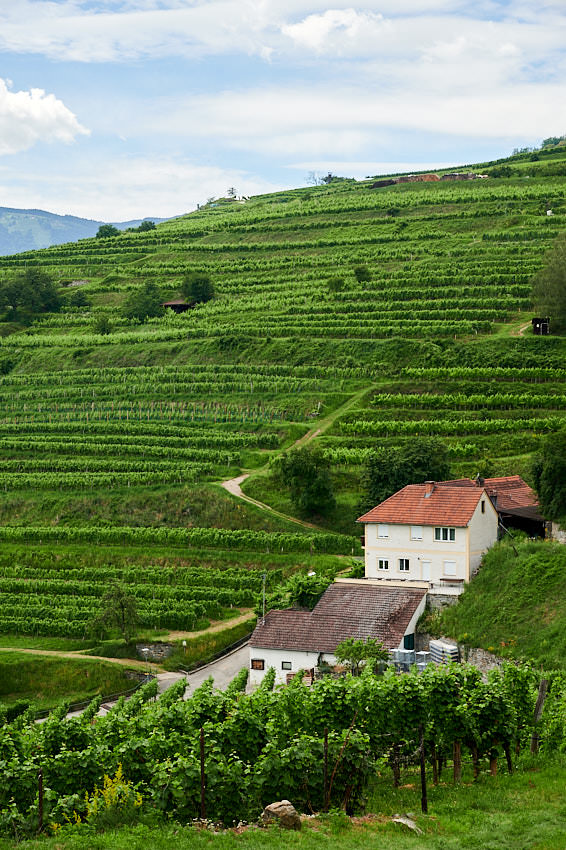 Weinbau in der Wachau
