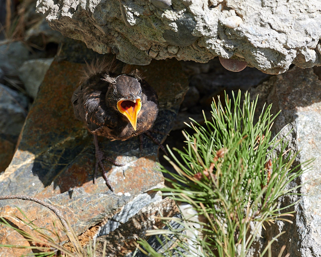 Das hilflose Amsel-Junge