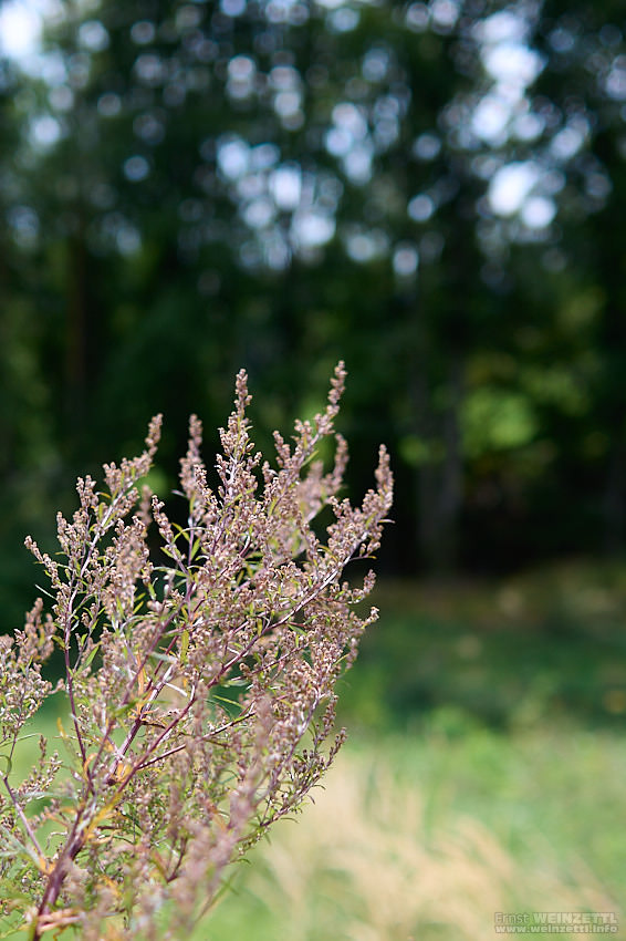 Bokeh bei einem 24er? Oh ja, funktioniert.
